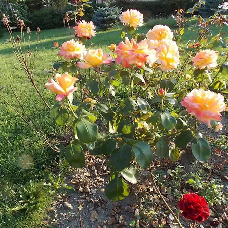 Oko Apartamento Zlatibor