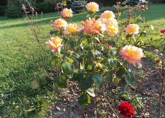 Oko Appartement Zlatibor